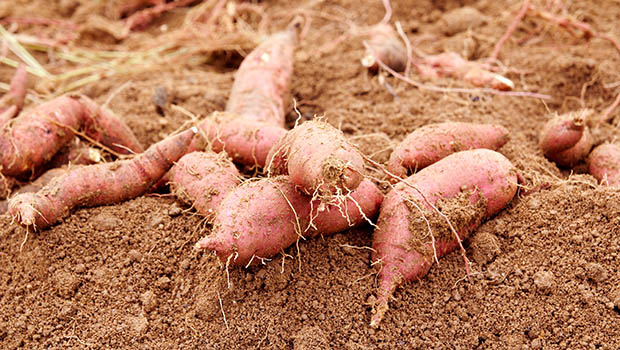 Suesskartoffel Anbau Schweiz Suesskartoffel Anbau Schweiz