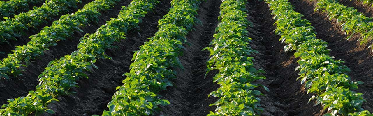 Headerbild Geiser agro.com